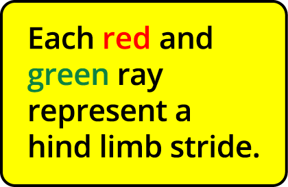 Each red and green ray represent a hind limb stride 