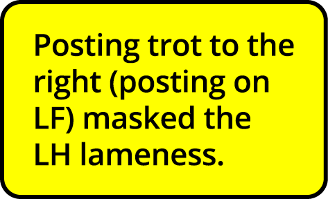 Posting trot to the right (posting on LF) masked the LH lameness  